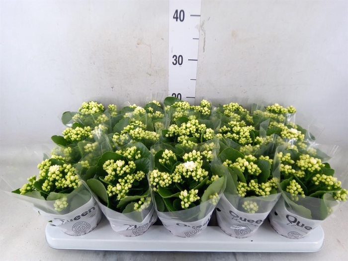 <h4>Kalanchoe blos. 'RosFlow Sia'</h4>