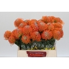 Nutans Ayoba Orange