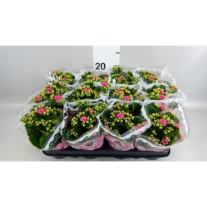 Kalanchoe blos. 'Menzel'
