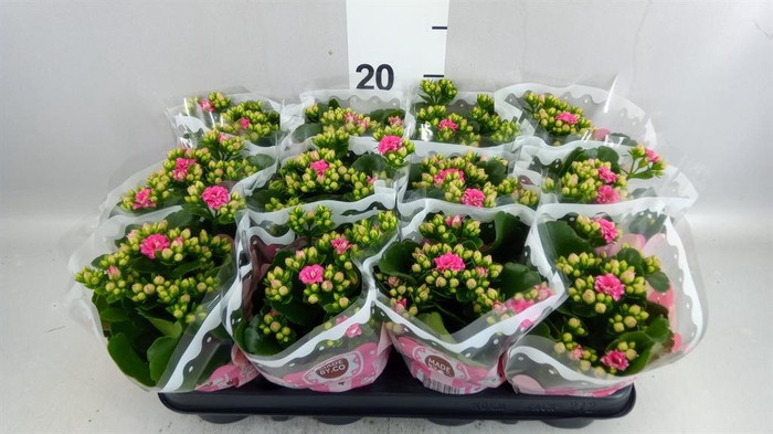 <h4>Kalanchoe blos. 'Menzel'</h4>