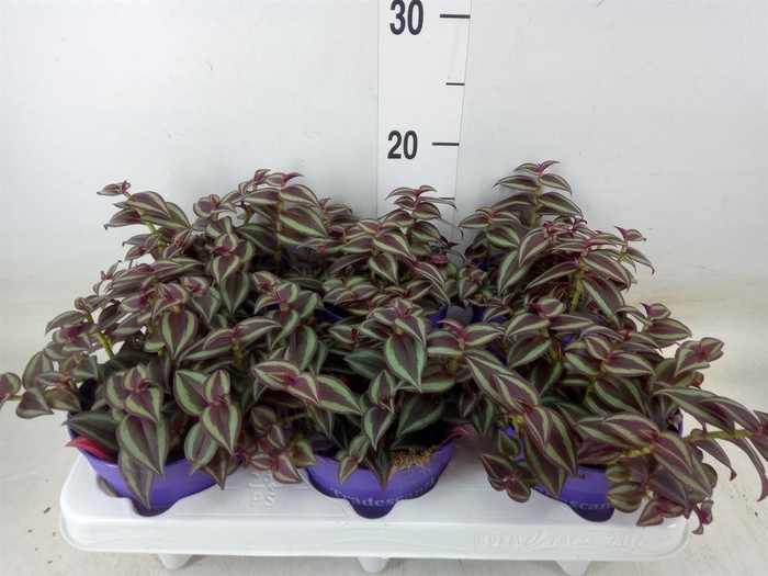 <h4>Tradescantia   ...</h4>