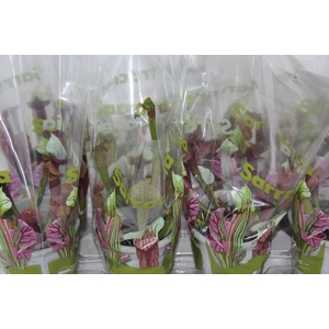 CARNIVORA SARRACENIA PURPUREA RED P12