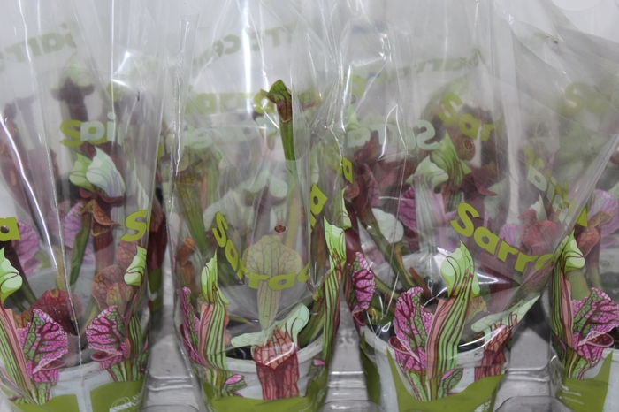 <h4>CARNIVORA SARRACENIA PURPUREA RED P12</h4>