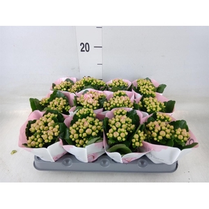Kalanchoe 'MoreFlow Lillian'