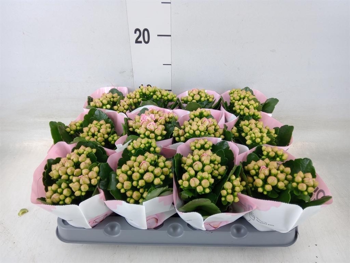 <h4>Kalanchoe  'MoreFlow Lillian'</h4>