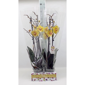 Phalaenopsis   ...