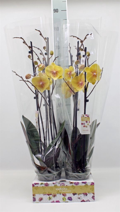 <h4>Phalaenopsis   ...</h4>