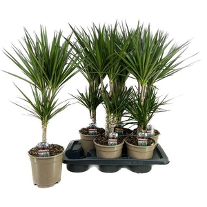 Dracaena Marginata 17Ø 80cm 2pp