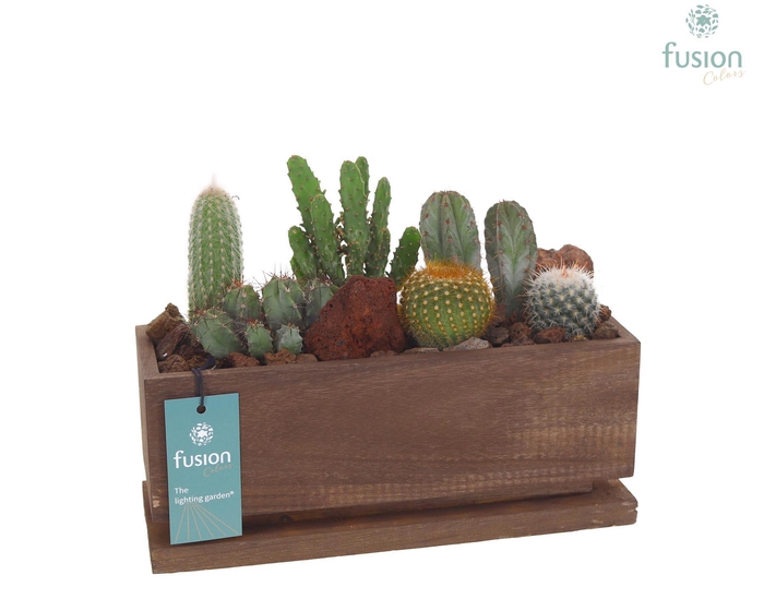 <h4>The Lighting Garden LED lang donker bruin Medium met Cactussen</h4>