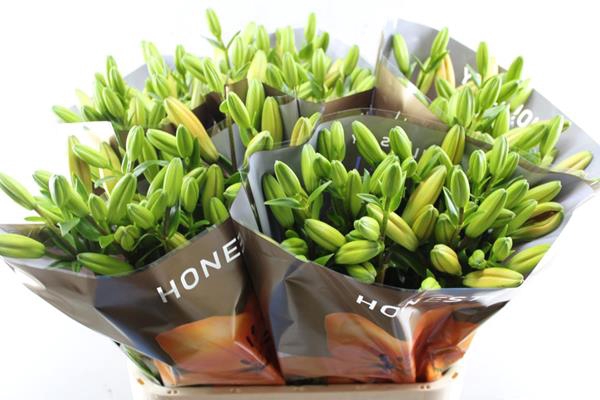 <h4>Li La Honesty</h4>