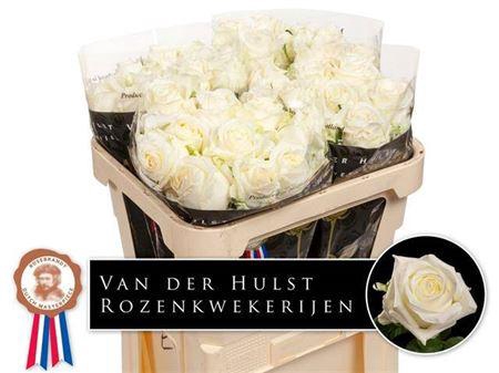 <h4>R Gr Noelia</h4>