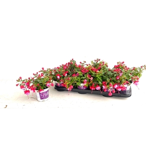 FUCHSIA B F LYDIA