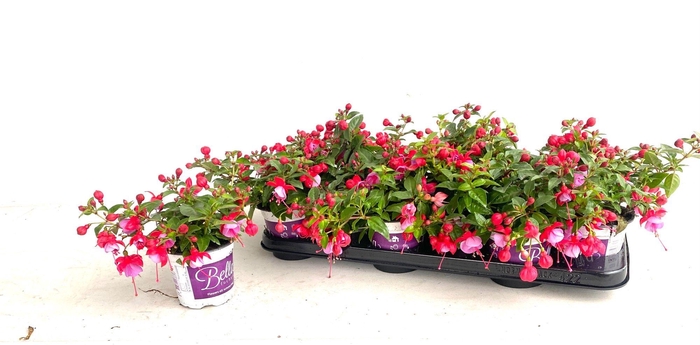 <h4>FUCHSIA B F LYDIA</h4>