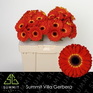 Gerbera Imax Water