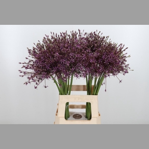 Allium Spider