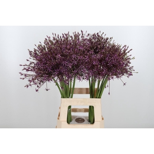 Allium Spider