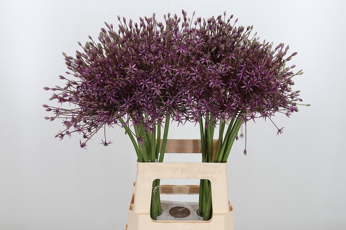 <h4>Allium Spider</h4>