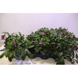 arr8 Hell Viv Victoria