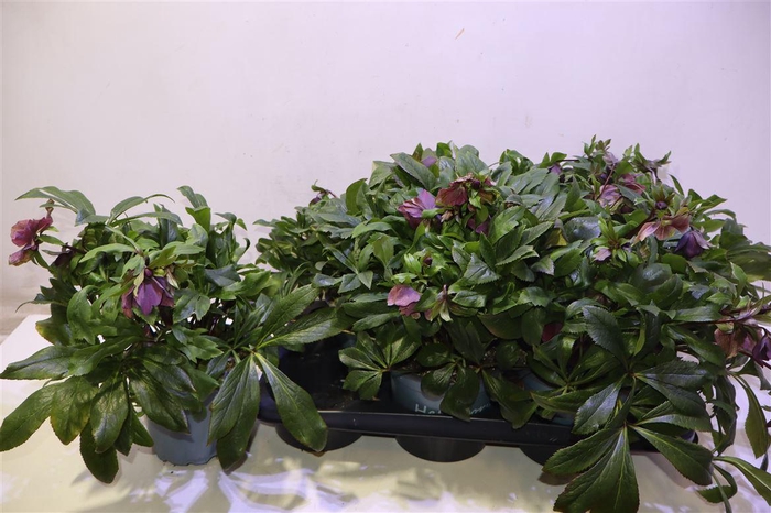 <h4>Hell Viv Victoria</h4>