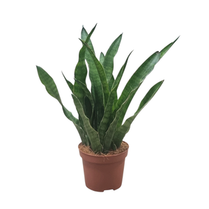 Sansevieria zeylanica green line 9 cm