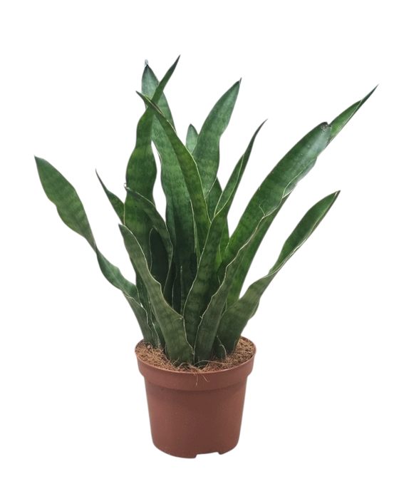 <h4>Sansevieria zeylanica green line 9 cm</h4>