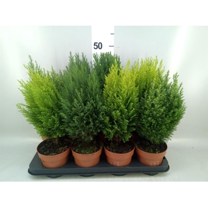 Conifers   ...mix