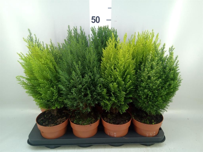 <h4>Conifers   ...mix</h4>