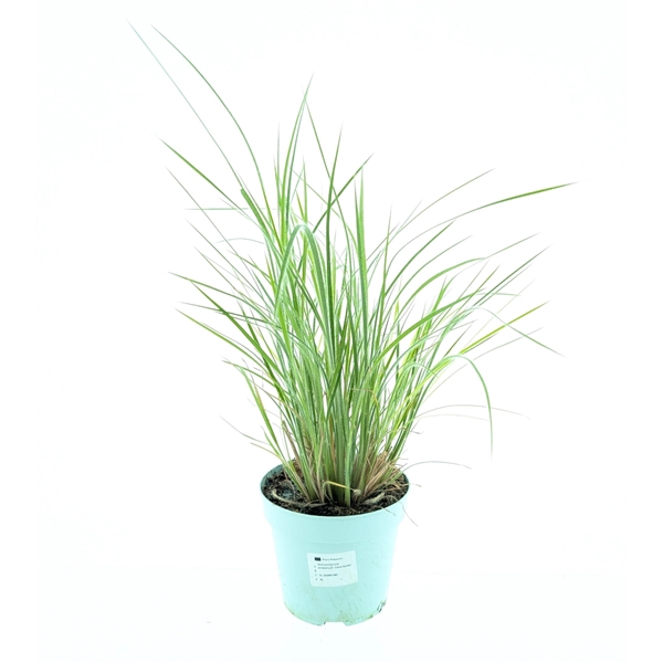 <h4>Schizachyrium scoparium Ha Ha Tonga</h4>