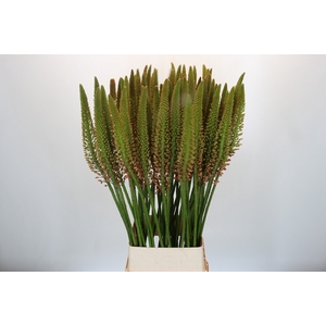 Eremurus Cleopatra