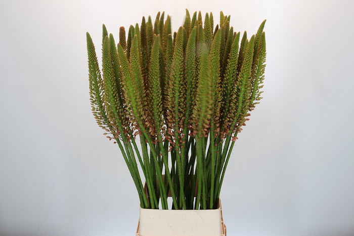 <h4>Eremurus Cleopatra</h4>
