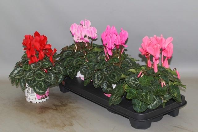 <h4>CYCL GR SUP XL</h4>