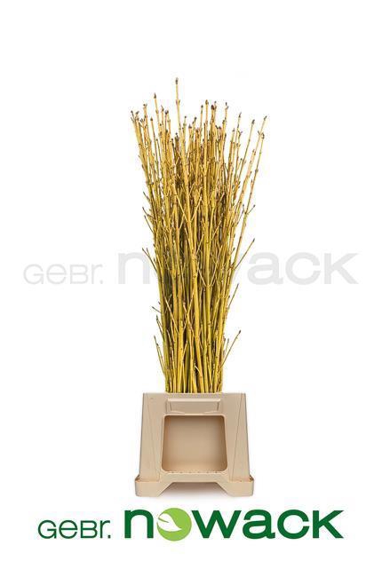 CORNUS S FLAVIRAMEA