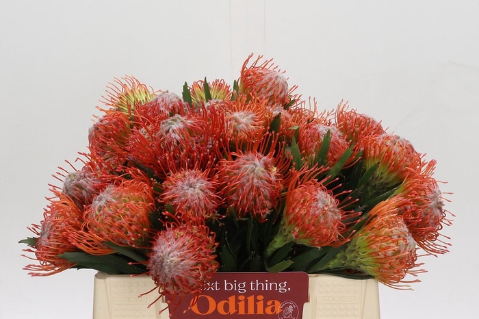 <h4>Nutans Tango</h4>