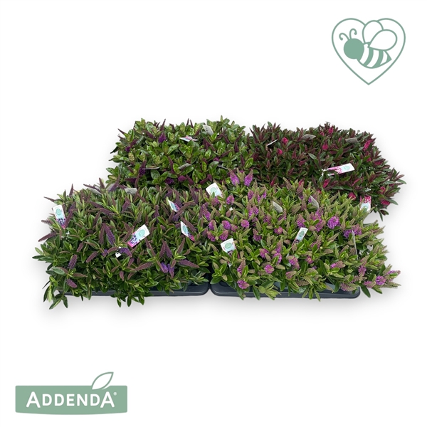 <h4>Hebe Donna P15 Mix-laag (groen) Addenda®</h4>