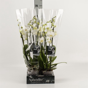Phalaenopsis   ...white