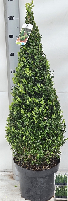 <h4>BUXU SE PYRAMIDALIS</h4>