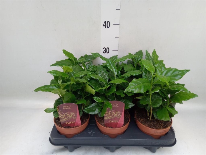 <h4>Coffea arabica</h4>