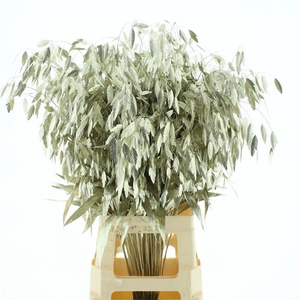 Chasmantium Klb Platina