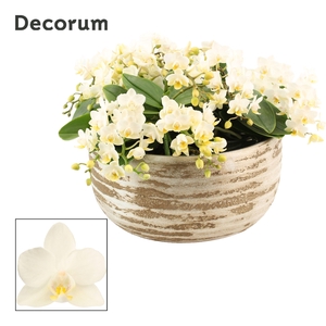 Luna table 12+ tak symphony Whitney (Deco-collection)