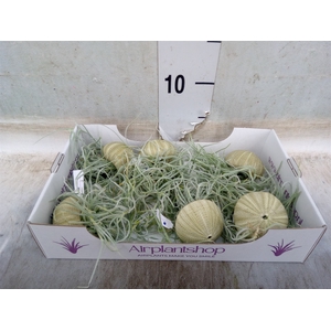 Tillandsia usneoides
