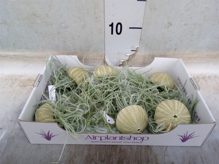 <h4>Tillandsia usneoides</h4>