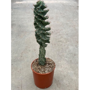 Cereus overig
