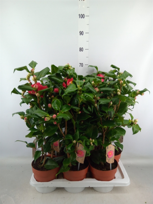 <h4>Camellia japonica 'Dr King'</h4>