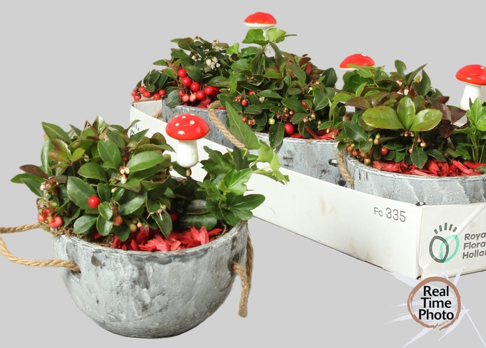 <h4>ARR TUINPLANTEN</h4>