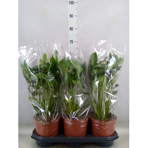 Philodendron  'Xanadu'
