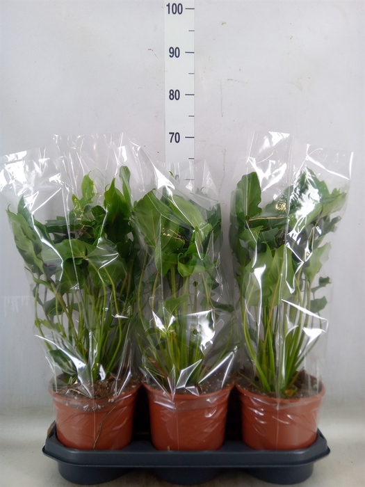 <h4>Philodendron  'Xanadu'</h4>