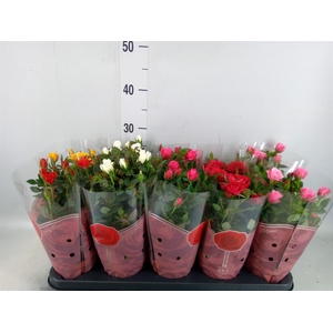 Rosa  'Star Roses'   ...mix 4