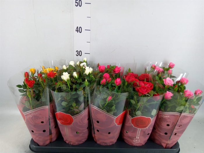 <h4>Rosa 'Star Roses' ...mix 4</h4>