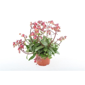 Kalanchoe Wendy