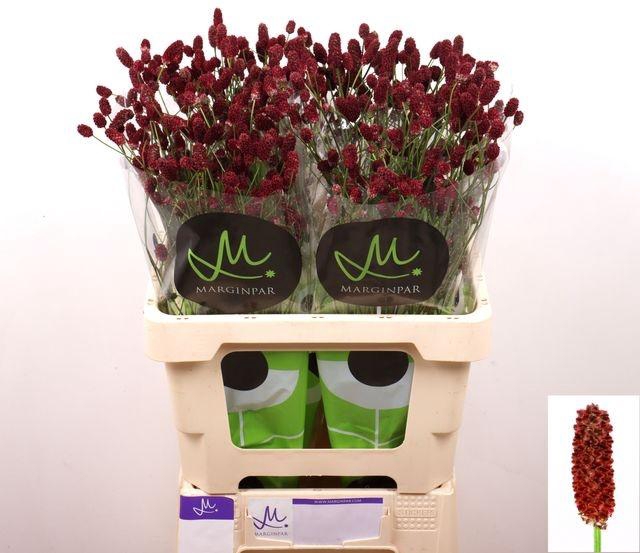 <h4>Sang Of Red Dream</h4>